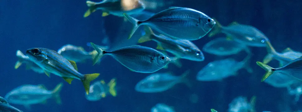 Cientistas apontam possibilidade de criar peixes na Lua