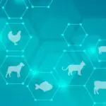 Empresa de saúde animal lança hackathon com prêmios de até R$ 25 mil