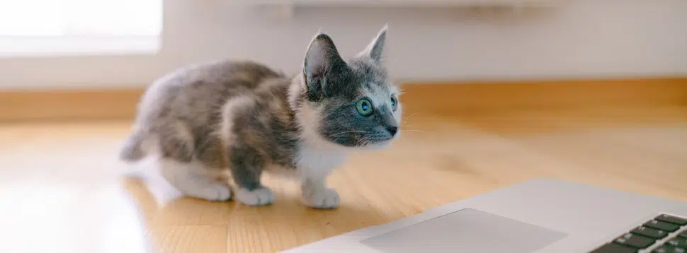 Catflix: plataforma de streaming para gatos distrai bichanos em frente à TV