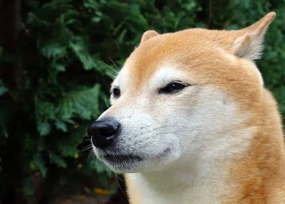 Shiba Inu e mais seis criptomoedas entram em listagem do Mercado Bitcoin