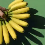 Pequena fazenda de bananas usa Internet das Coisas para monitorar negócio