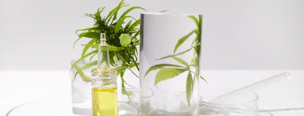 Cannabis Medicinal: como a evolução digital transformou o mercado