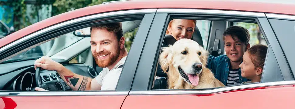 Viagem de carro com pet: saiba como levá-lo em segurança