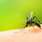 Confira os mitos mais comuns sobre a dengue