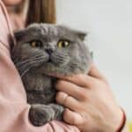 Gato pode tomar banho?
