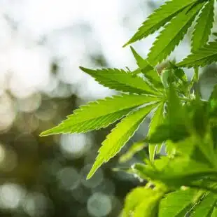 Cannabis medicinal é opção eficaz de tratamento para epilepsia